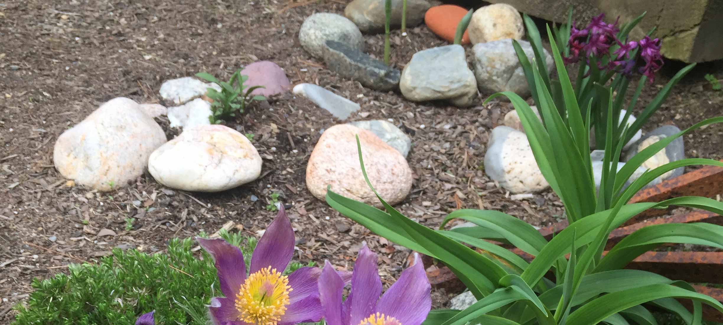 Hyacinthe, Pasque Flower & Iron Rake!