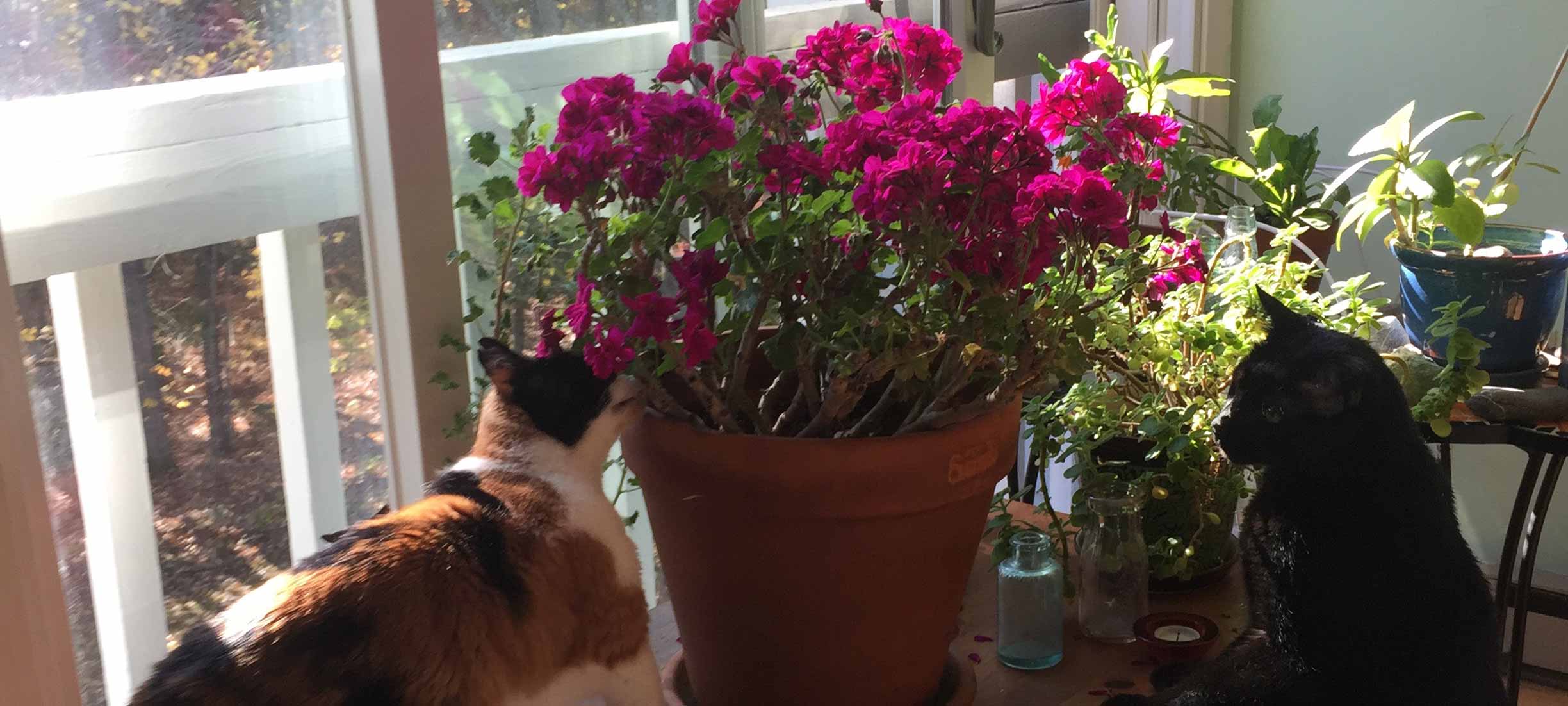 Feline friends curious about sunny magenta geraniums!