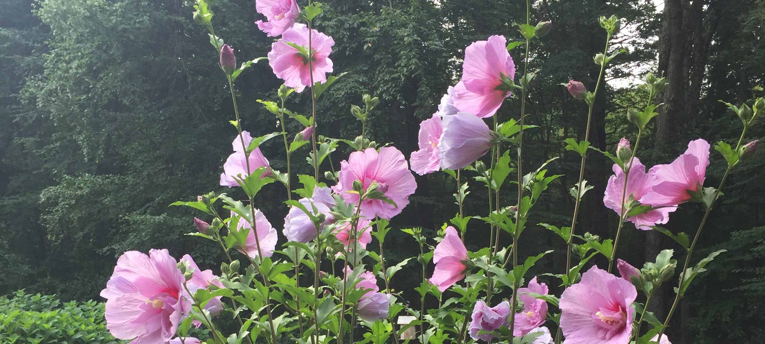 Rose of Sharon at the foot of the garden.